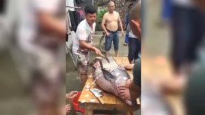 Самая большая в мире пойманная Рыба # Белый Амур 89 кг