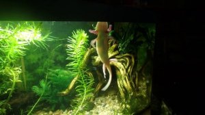 очиститель воздуха - стоит ли покупать?