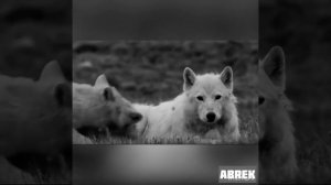 САМЫЙ СИЛЬНЫЙ НАШИД 2021 ГОДА/ ПОБЕДА ИЛИ РАЙ / ВОЛКИ