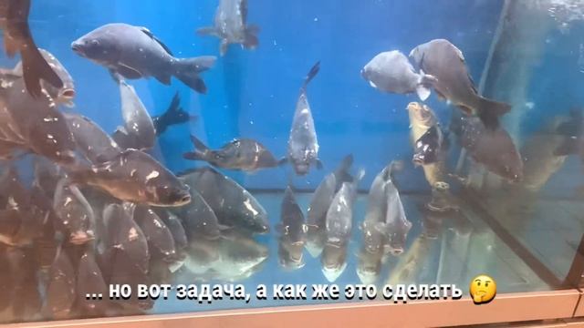 Спи моя рыбка усни смотреть онлайн