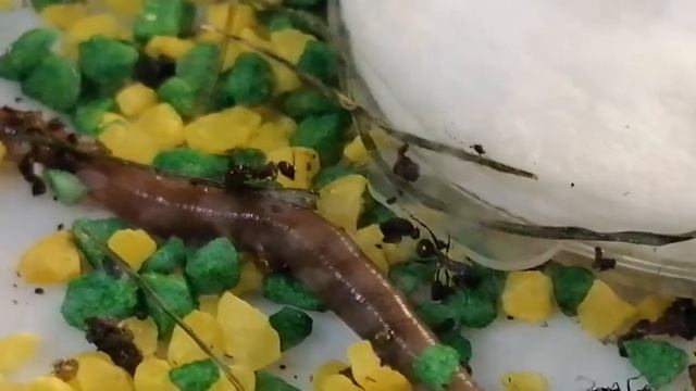 Муравьи против червя часть 1 смотреть онлайн