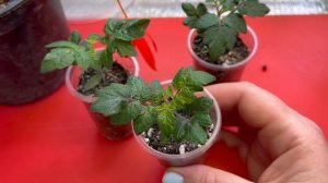 Комнатные ТОМАТЫ когда пора пересаживать рассаду