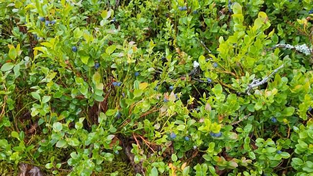 Збір ягід в Швеції, сезон 2023 морошка, день 5. Багато ягід смотреть онлайн