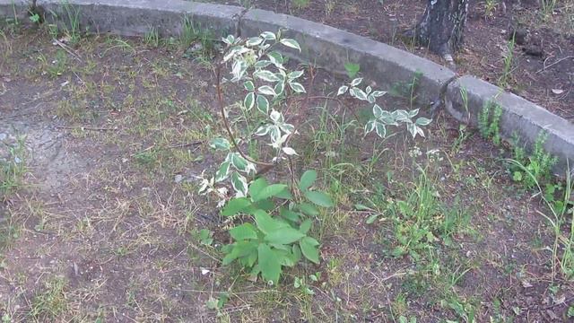 Цветочки-лютики смотреть онлайн