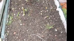 Кедр - как вырастить саженцы Pínus sibírica