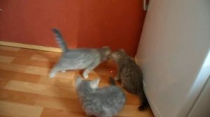 Котятам 2 месяца