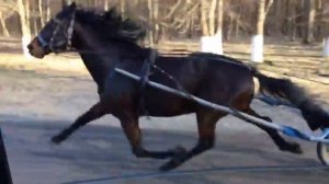 Американский рысак продаю 89284228283