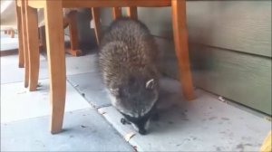 Endless Hungry Raccoon's Day