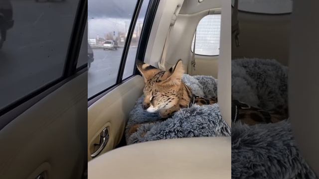 Котёнок саванна смотреть онлайн