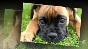 Ка де бо порода собак