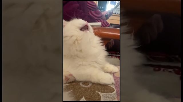 Смешные котейки 2024Г