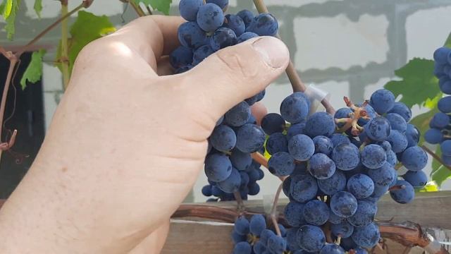 Сорт винограда Денисовский в Тамбове. Кондиция на 22.08.2021г. смотреть онлайн