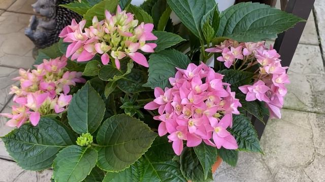 Екзоти, гортензії, тварини - про все і всіх))) смотреть онлайн