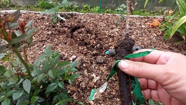 Как умирают розы в зелёных платьях!? Корневая система это всё! Или они не жильцы...