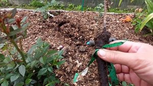 Как умирают розы в зелёных платьях!? Корневая система это всё! Или они не жильцы...