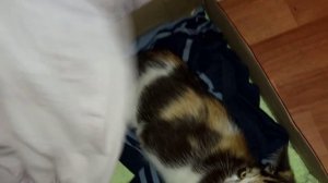 Как сделать кошачий домик своими руками в домашних условиях.Как сделать кошачий домик быстро.Муся