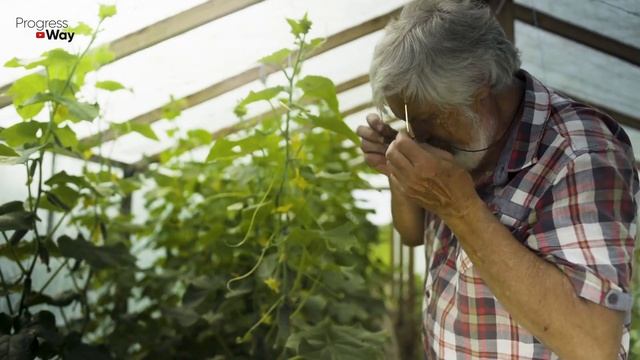 1 Ложка И Огурцы Не Желтеют! Лечим Хлороз На Перце И Других Растениях! смотреть онлайн