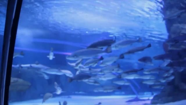 Аквариум в Анталии, Турция смотреть онлайн