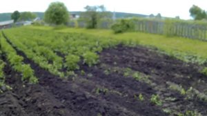 Т40 ам Окучивает картофель полным ходом конечно со мной.