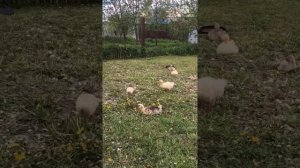 Покупка Гусей на разведение гуси на мясо социальный контракт Breeding geese Large family in Russia
