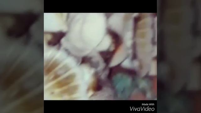 Мои ракушки смотреть онлайн