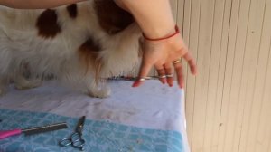 Стрижка кавалера. Домашний любимец.