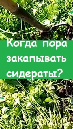 Когда нужно СИДЕРАТЫ ЗАКАПЫВАТЬ В ПОЧВУ ? Я это делаю в сентябре, показываю подробности!