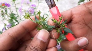 ফ্লক্স গাছের পরিচর্যা করতে কি কি সার দেবেন ? Phlox Flower Plant Care