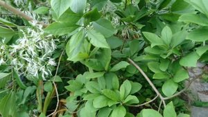 Cнежноцвет виргинский (Virginsk Sneflokketræ, Chionanthus virginicus). Ботанический сад Орхус, Дани