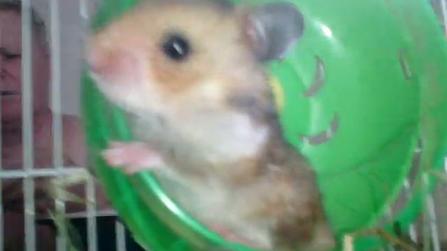 Месячный хомячок смотреть онлайн