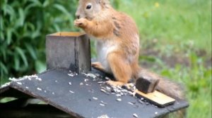 Squirrel / Orava (Sony DSC-H10)