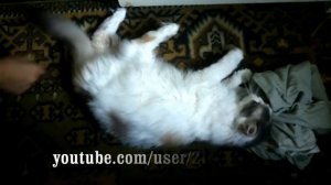 Кошка прётся от репчатого лука. Умора :)))