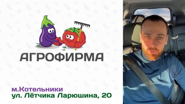Я в шоке от урожайности и крупноплодности! Томат-шедевр Ладья смотреть онлайн