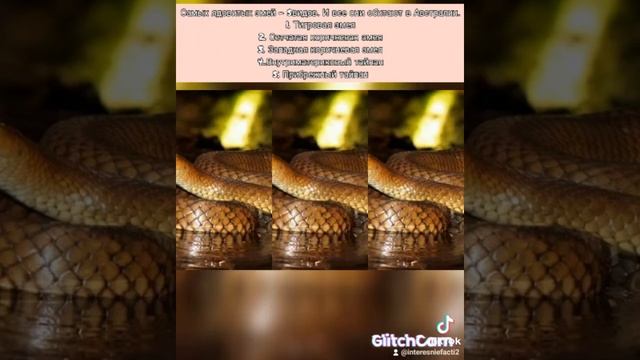 интересные факты о змеях смотреть онлайн