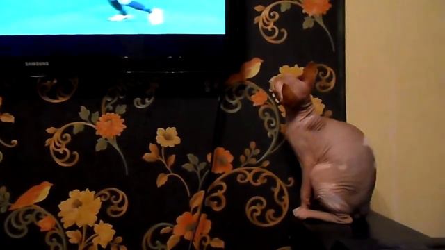 Джастин смотрит футбол)))))) смотреть онлайн