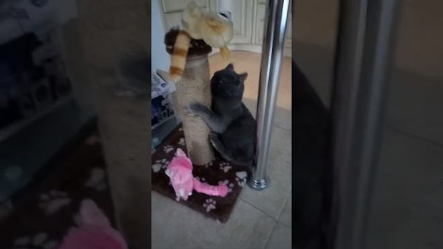 Как приучить кошку к когтедралке