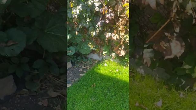 ОБЗОР РАСТЕНИЙ . СЕЗОН 2022 @Podsolnux_2022 смотреть онлайн