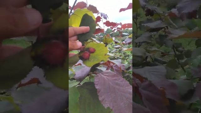 Обзор гибридных лещин (кусты)