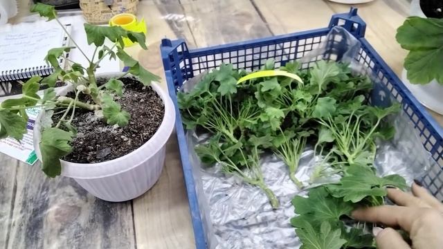 #287.Некогда отдыхать! Большое черенкование пеларгонии! смотреть онлайн