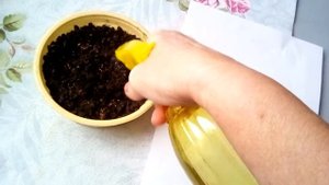 Сею семена люпина и стратифицирую??? СТРАТИФИКАЦИЯ