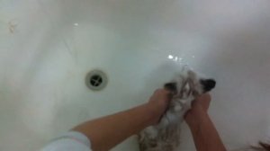 Как мыть котенка?/Первый раз моем котенка