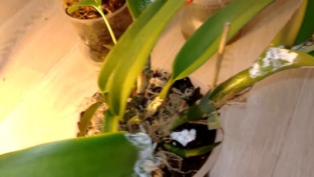 Мои Каттлеи, даже с одного ростика можно вырастить красотку Каттлею.... смотреть онлайн