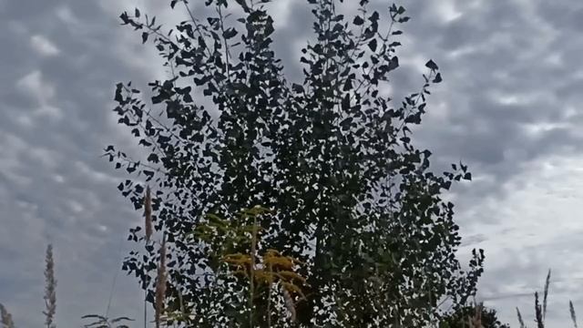 14 октября праздник Покров Пресвятой Богородицы. Народные традиции и запреты.