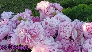 Пион Мисс Экхарт. Peony Miss Eckhart. Цветение 2022#пионы #цветениепионов#цветоводство