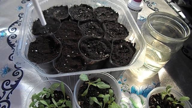 РАССАДА НИВЯНИКА МАХРОВАЯ РОМАШКА.ПРОВОЖУ ПЕРВУЮ ПИКИРОВКУ. ОБЗОР КОРНЕВОЙ СИСТЕМЫ РАСТЕНИЯ.