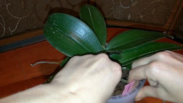 Фаленопсис Mini Mark ПЕРЕСАДКА,НЕМНОГО ОБ УХОДЕ смотреть онлайн
