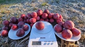 СЛИВА РУБИ КРАНЧ /PLUM RUBY CRUNCH