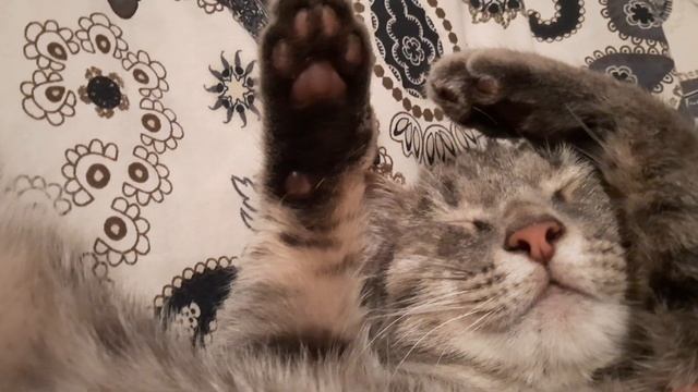 Спящий котенок урчит сладкий  сытый  и счастливый сон  ?