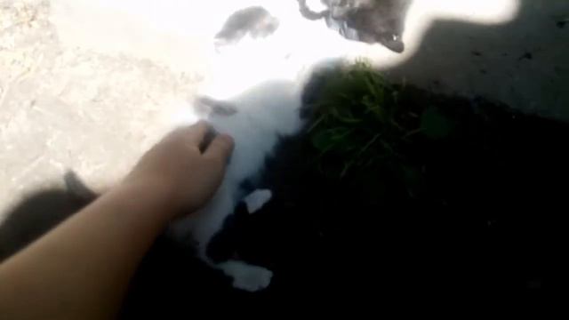 Когда котята играют смотреть онлайн