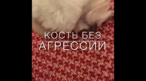 Пищевая агрессия у собак.Как убрать?С Вами кинолог Наталья Севостьянова